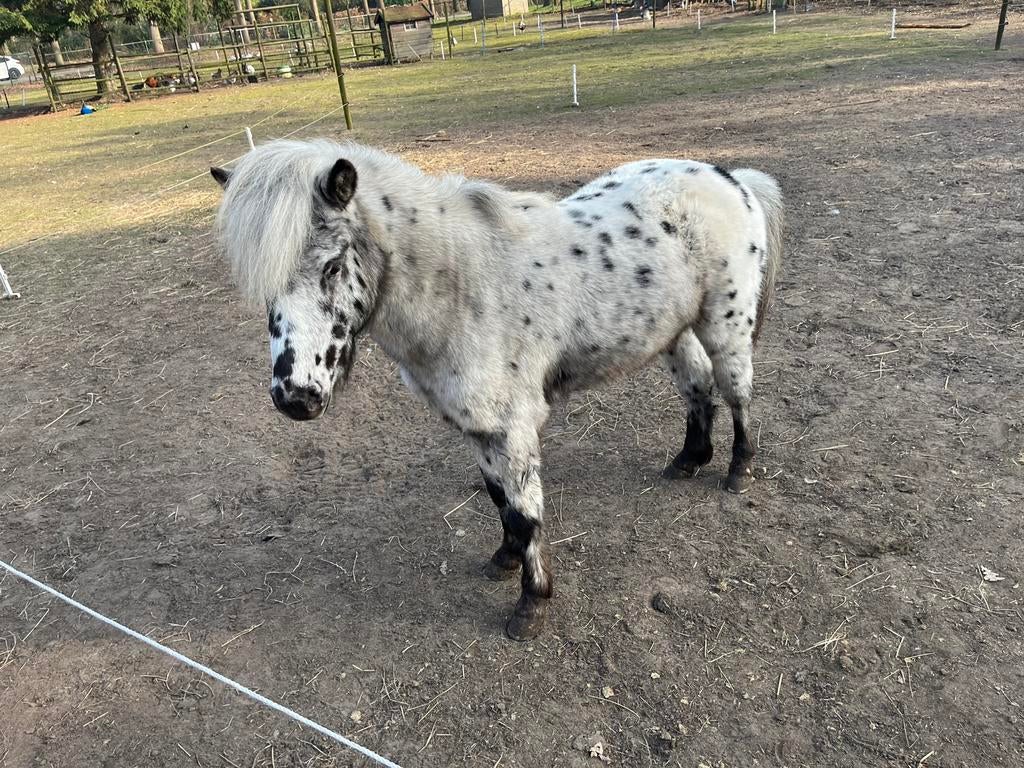 Nmprs appaloosa hengst ter dekking., Avec pedigree, Poney de récréation, Poney A (jusqu'à 1.17 m), 3 à 6 ans