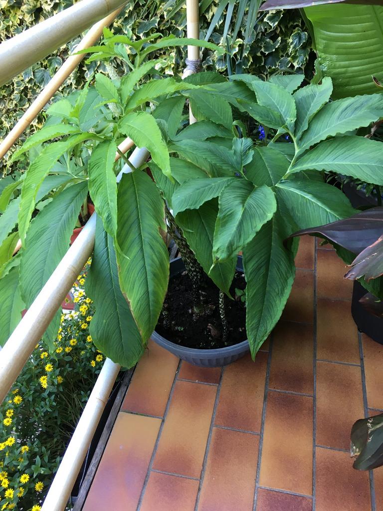 Sauromatum venosum, Tuin en Terras, Planten | Tuinplanten, Ophalen