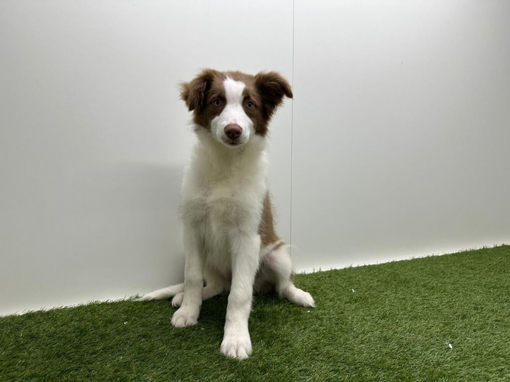 Border Collie puberpup