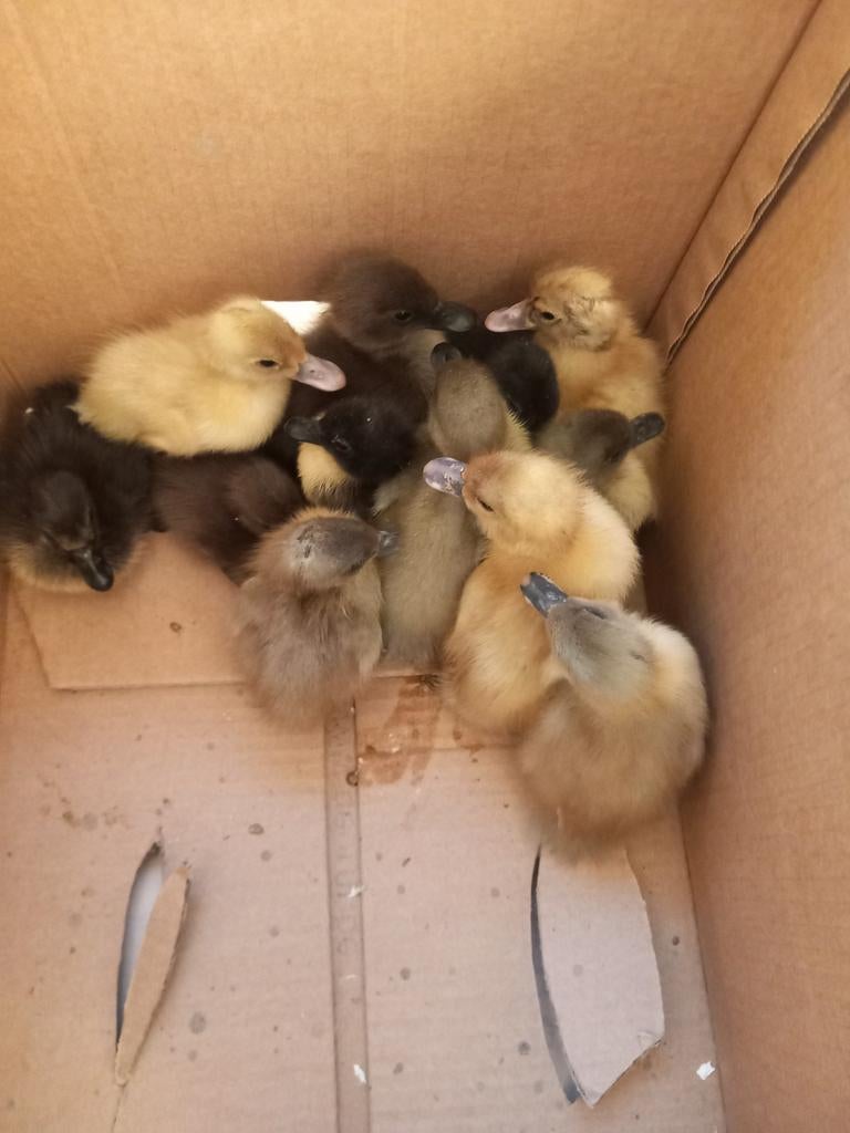 Eenden kuikens, Dieren en Toebehoren, Pluimvee, Eend