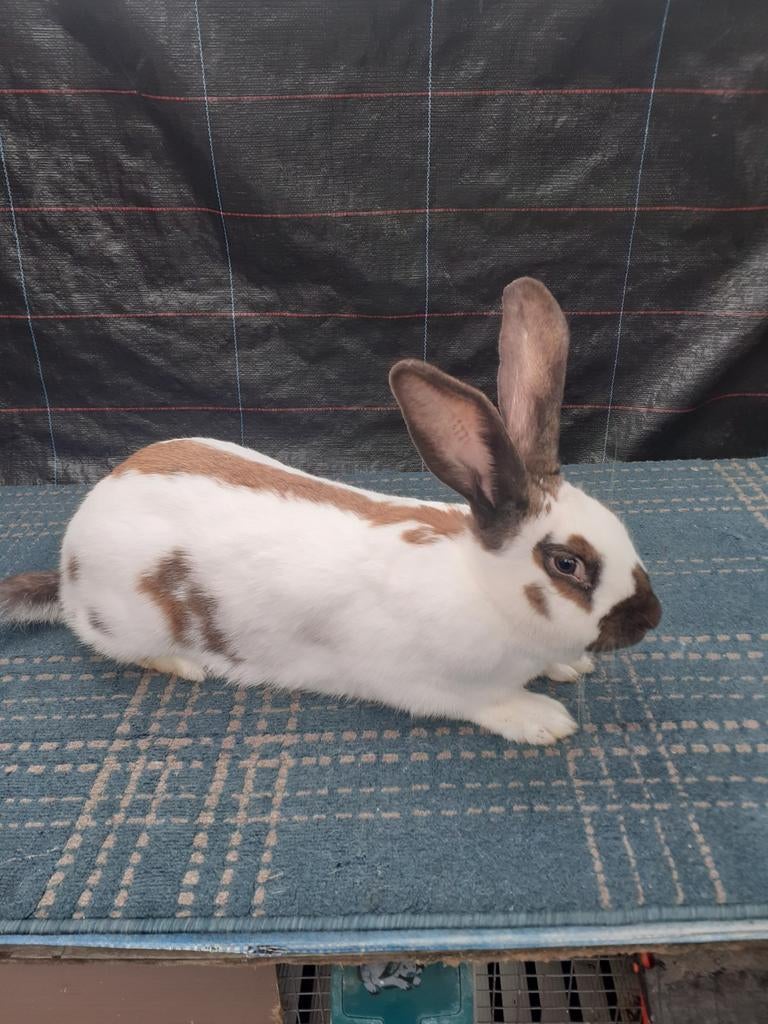 Vlinder konijnen van 6maand oud met 11jonge, Dieren en Toebehoren, Konijnen