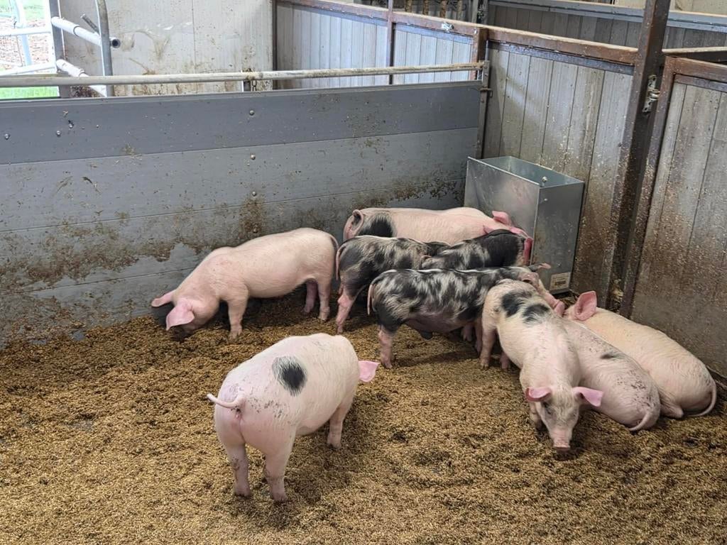 Biggen te koop, Dieren en Toebehoren