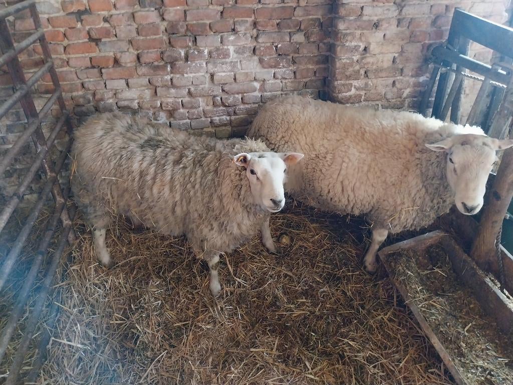 Schaapen, Mâle, Mouton