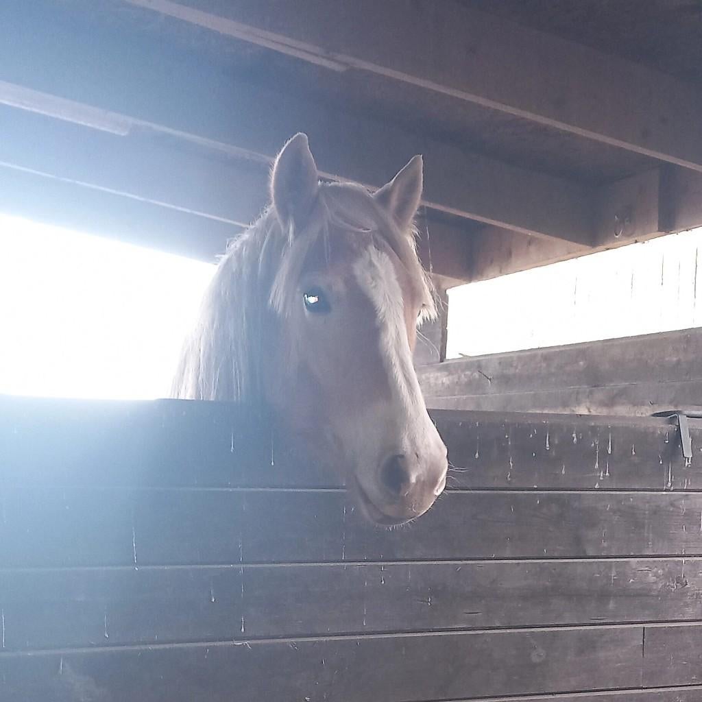 haflinger merrie te koop, Dieren en Toebehoren, Minder dan 160 cm, 0 tot 2 jaar, Onbeleerd, Recreatiepaard