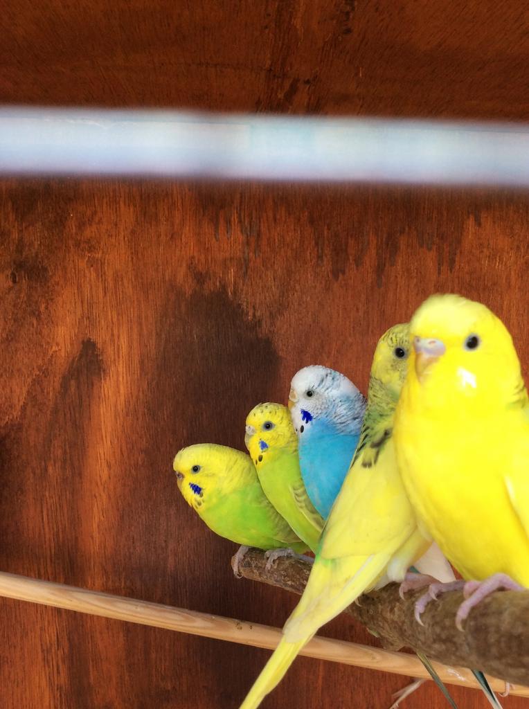 LAATSTE JONGE GRASPARKIETJES 2025: VANAF 10 EURO/VOGEL, Dieren en Toebehoren, Meerdere dieren, Parkiet, Tam