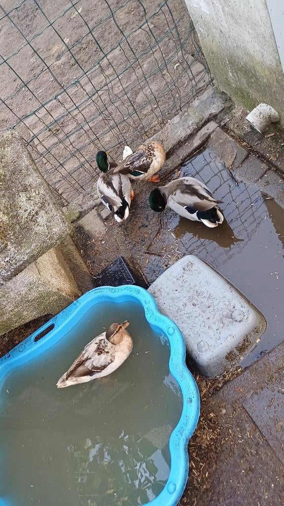 canard mignon à ventre jaune, Plusieurs animaux, Canard