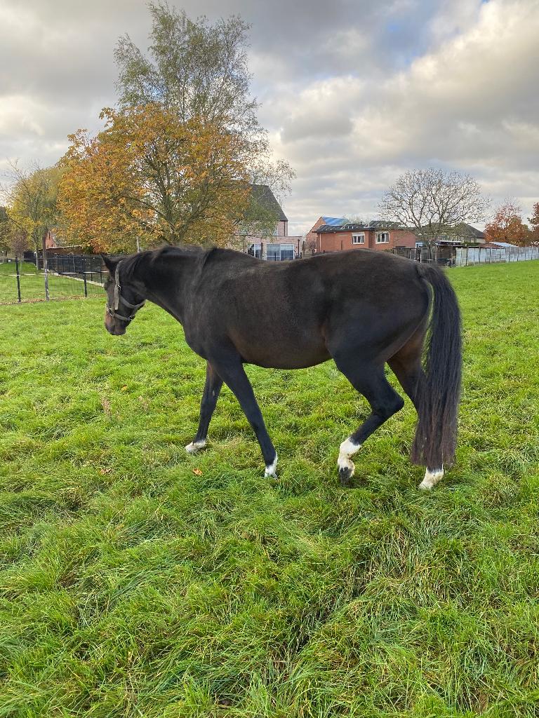 Draagmerrie te koop, Jument