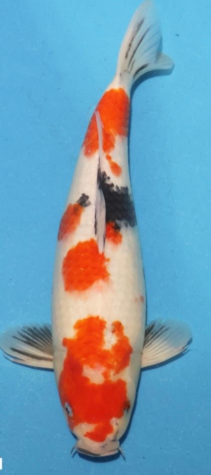 Showa Marusei, 2 keer 50cm., Dieren en Toebehoren, Vissen | Vijvervissen, Karper of Koi