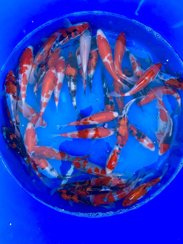 Vele Japanse koi Tosai en groter voor eerlijke prijzen, Dieren en Toebehoren, Karper of Koi