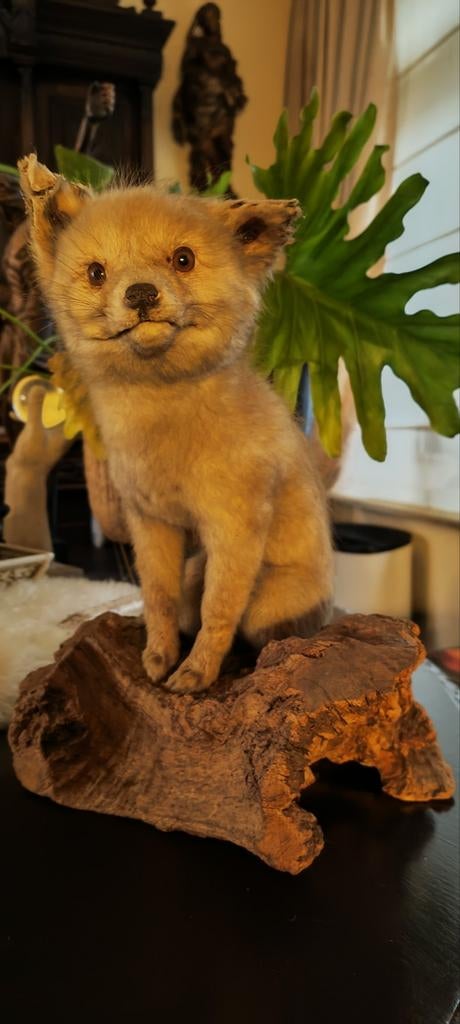 Renard en peluche de taxidermie antique, Enlèvement ou Envoi