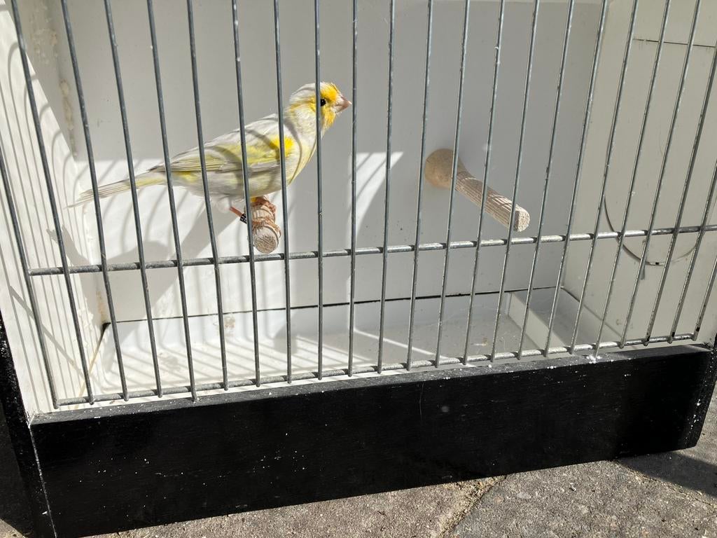 Kanarie man, Dieren en Toebehoren, Vogels | Kanaries, Mannelijk, Kleurkanarie