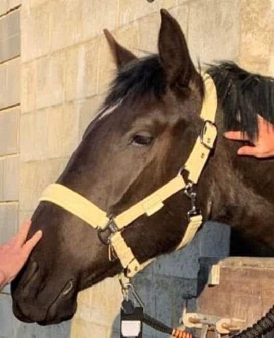 Demi-pension sur jument PRE de 4 ans, Animaux & Accessoires, Box & Pâturages, Élevage, 1 cheval ou poney