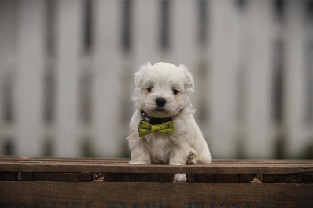 Bichon Maltais, Belgische fokker