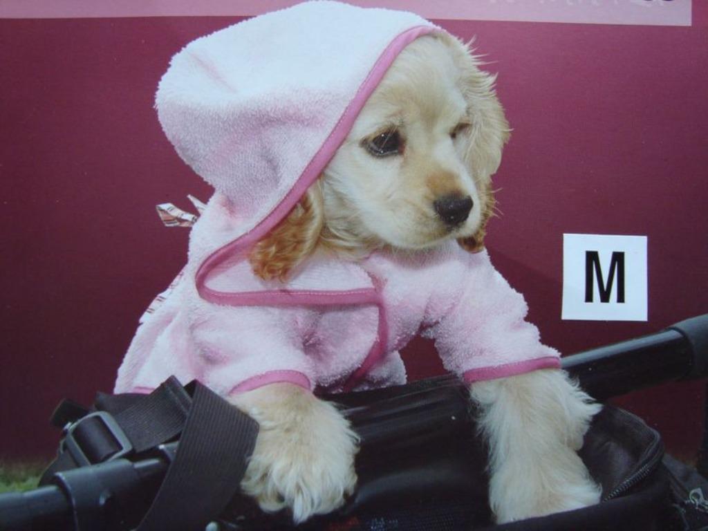 Accessoires et vêtements pour chiens, Animaux & Accessoires, Envoi, Comme neuf