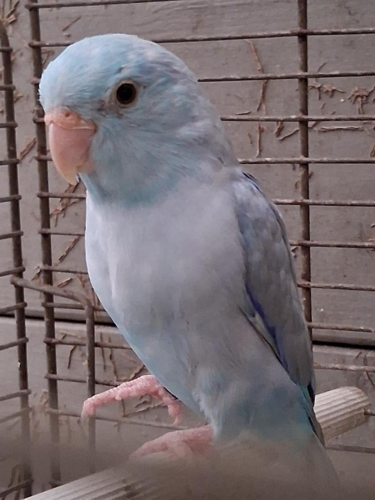 Forpus man geringd 2019, Dieren en Toebehoren, Vogels | Parkieten en Papegaaien, Geringd