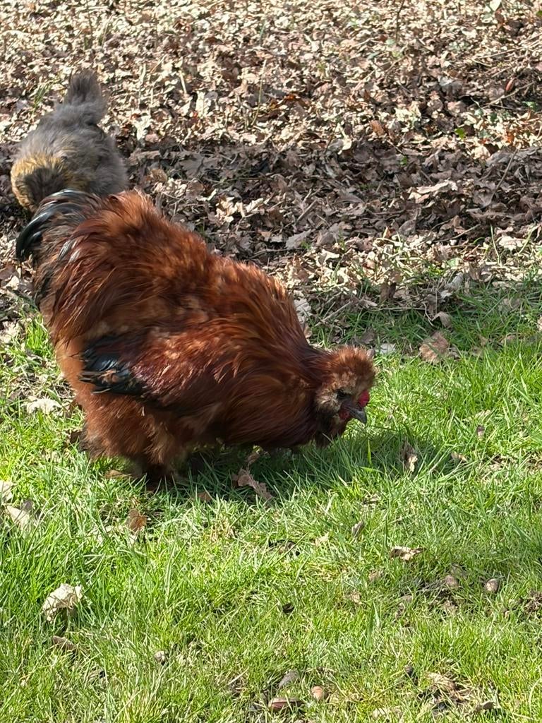 Rode zijdehoenhaan, Dieren en Toebehoren