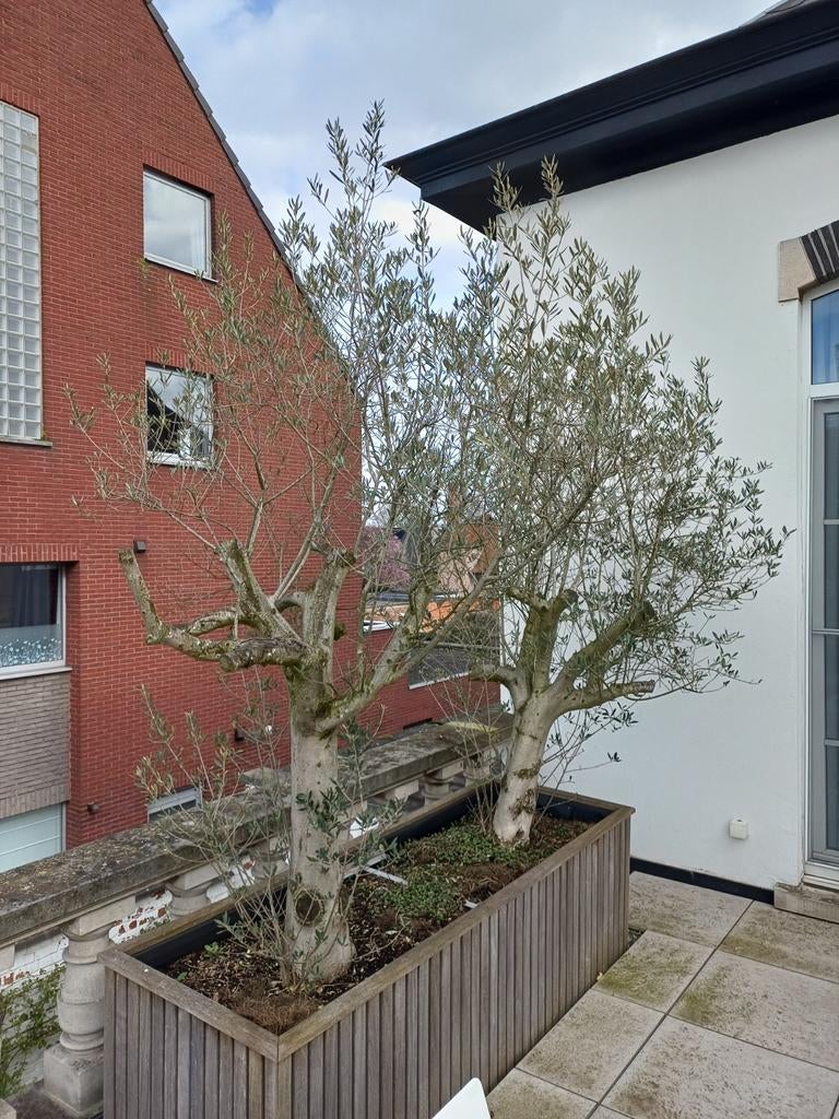 2 mooie volgroeide olijfbomen, Tuin en Terras, Lente, 100 tot 250 cm, Olijfboom, Ophalen