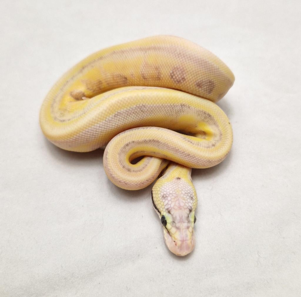 Enchi Super Pastel Leopard Genetic stripe, Dieren en Toebehoren, Slang, 0 tot 2 jaar