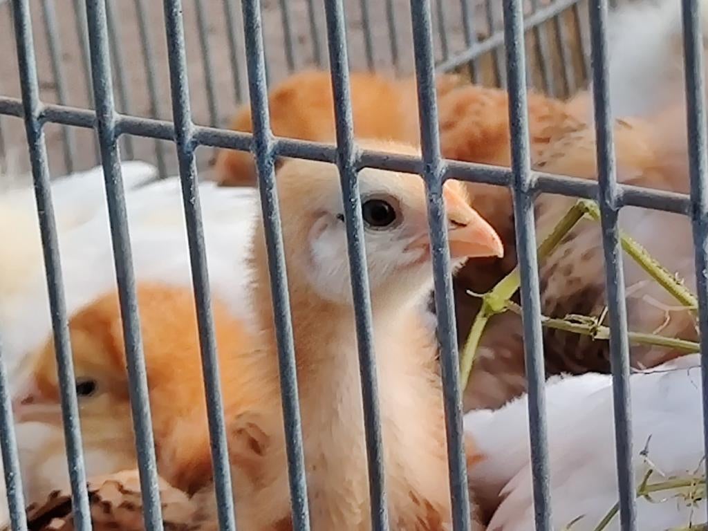Legkippen kuikens van 3 weke oud te koop., Sexe inconnu, Poule ou poulet