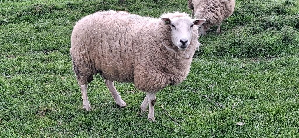 mooie zware 2 jarige swifter ooi te koop koop, Dieren en Toebehoren, Vrouwelijk, Schaap, 0 tot 2 jaar