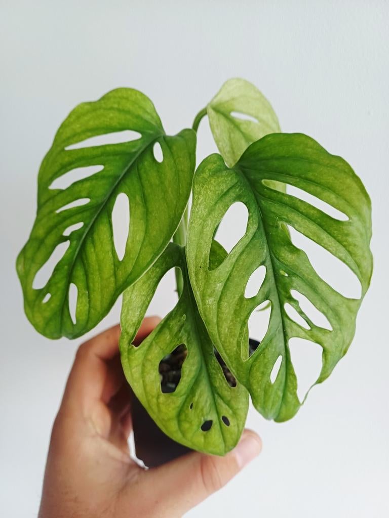 Monstera Adansonii Mint, Autres espèces, En pot, Enlèvement ou Envoi, Moins de 100 cm