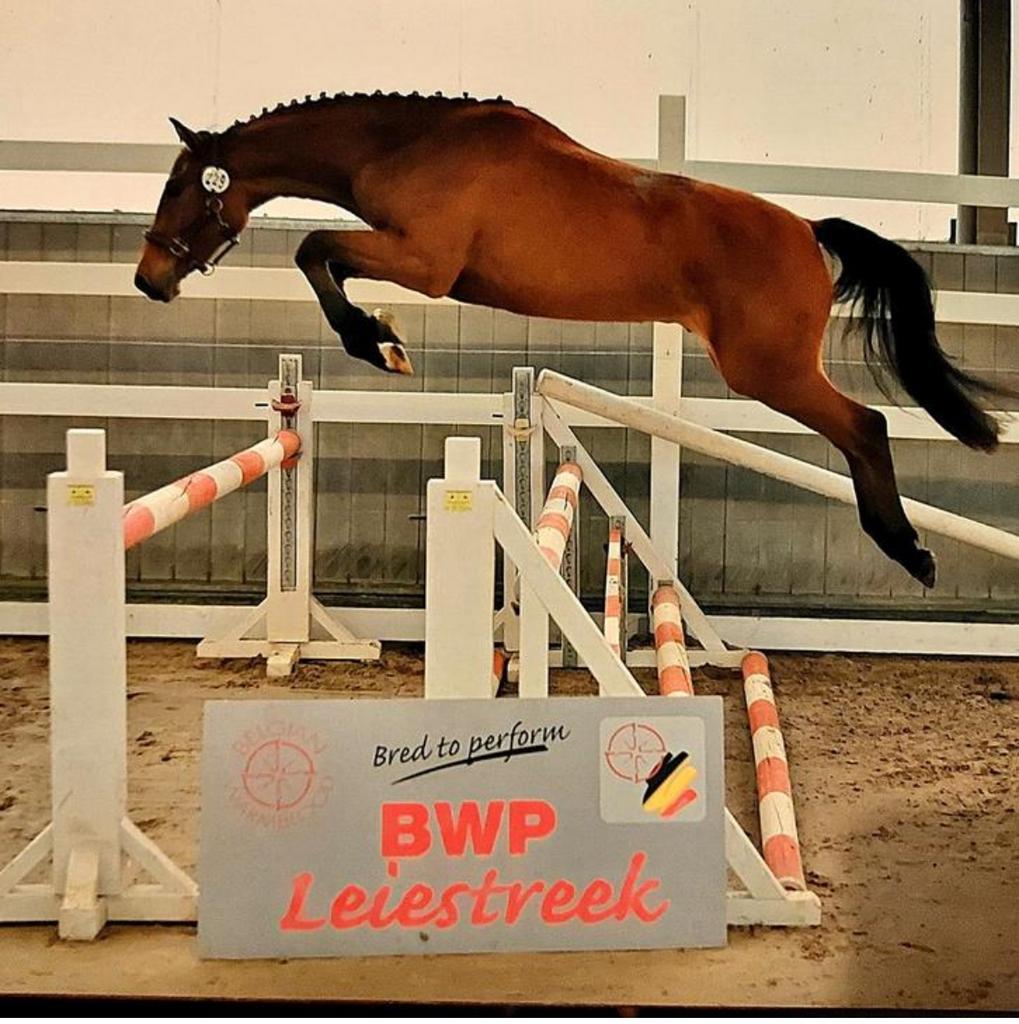 Springpaard gezocht, Animaux & Accessoires, Chevaux, Plusieurs animaux, 7 à 10 ans, Cheval de saut