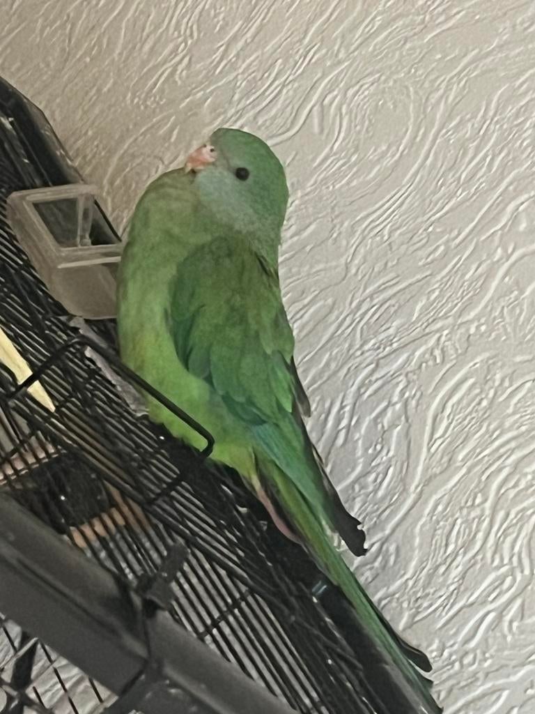 Baraband parkiet Jonkie om zelf tam te maken ! #papegaaien, Dieren en Toebehoren, Parkiet, Tam