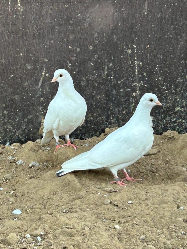 Duiven, Autres espèces