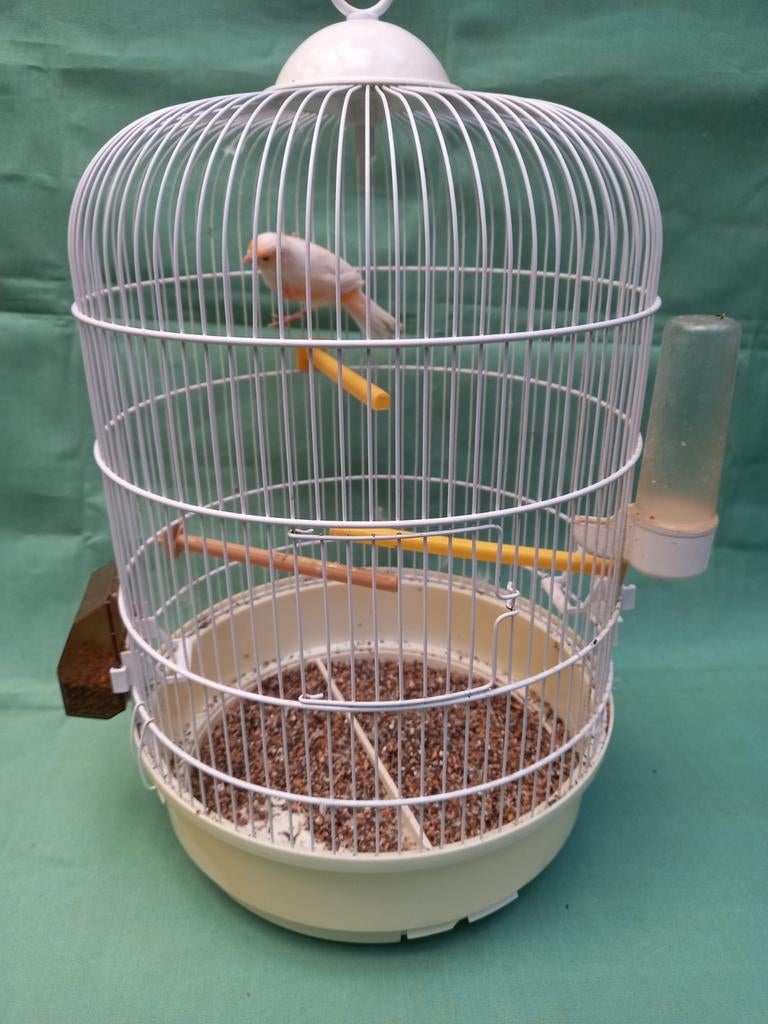 Kanarie man met kooi, Enlèvement