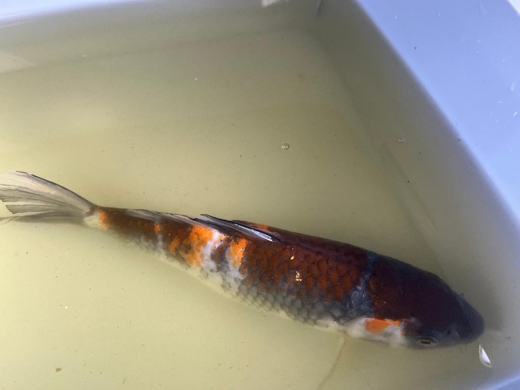 Koi Showa 22cm, Dieren en Toebehoren, Vissen | Vijvervissen, Karper of Koi