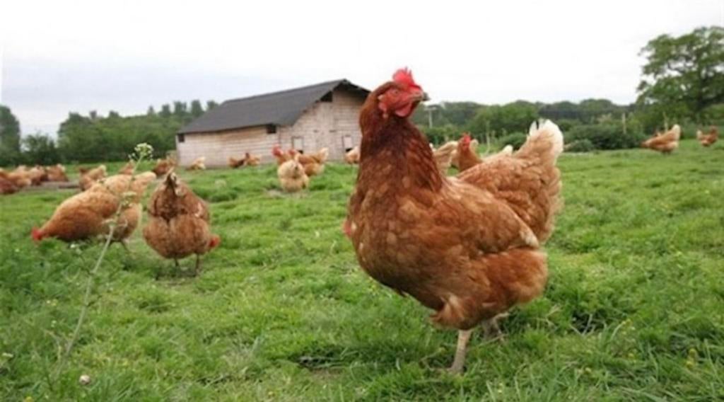 Verse eieren van eigen kippen – Dagelijks vers, Dieren en Toebehoren