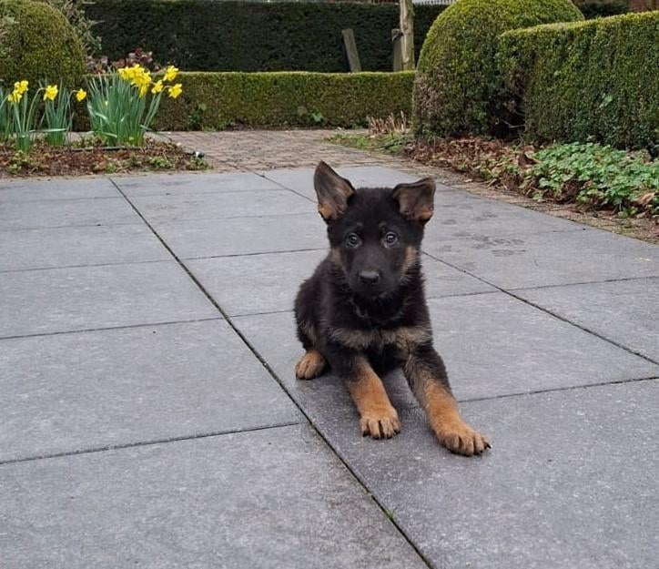 duitse herder pups, Parvo, België, 8 tot 15 weken, Meerdere