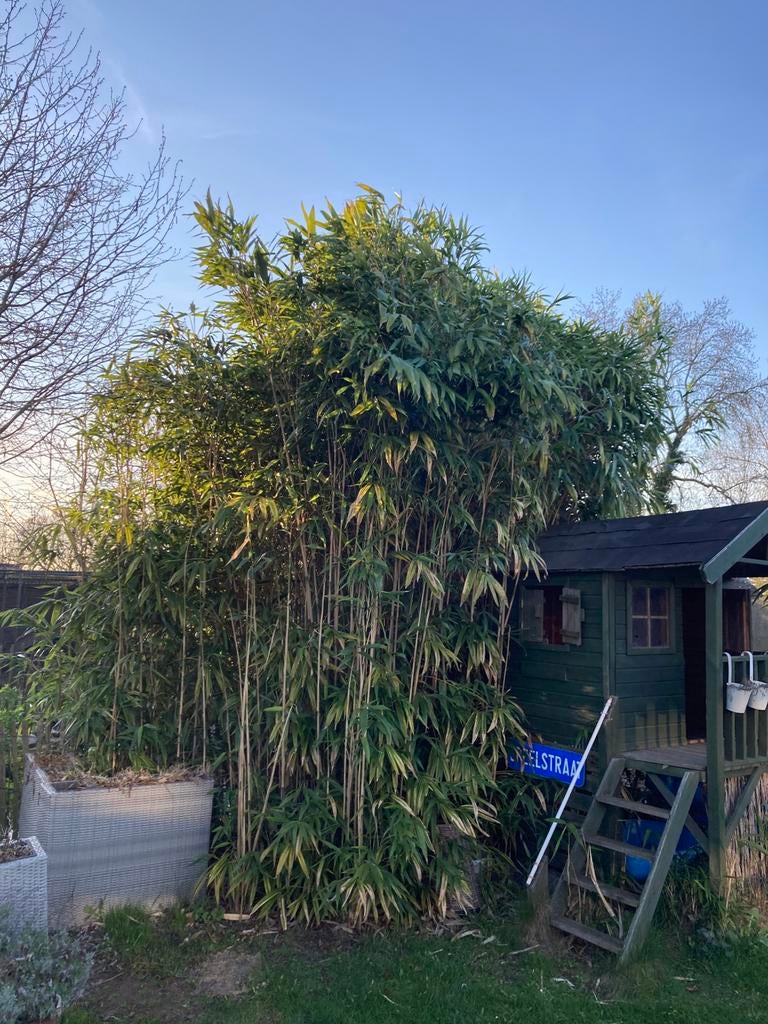 Bamboe, Tuin en Terras, Planten | Bomen, Ophalen