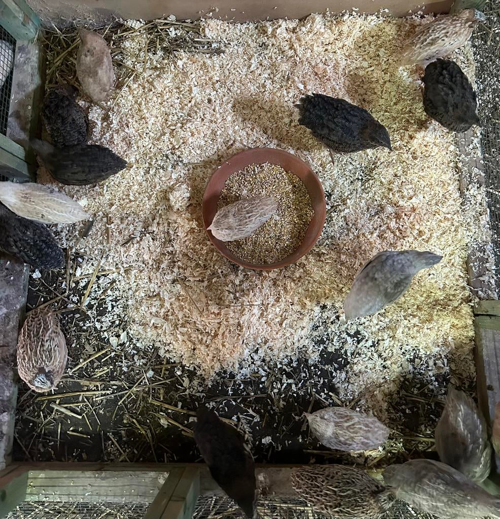 Kwartels, Dieren en Toebehoren, Pluimvee, Vrouwelijk