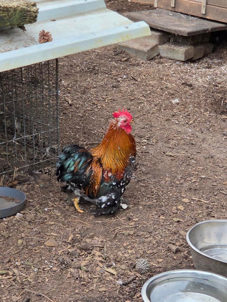 Cochin kriel haantjes, Dieren en Toebehoren, Pluimvee