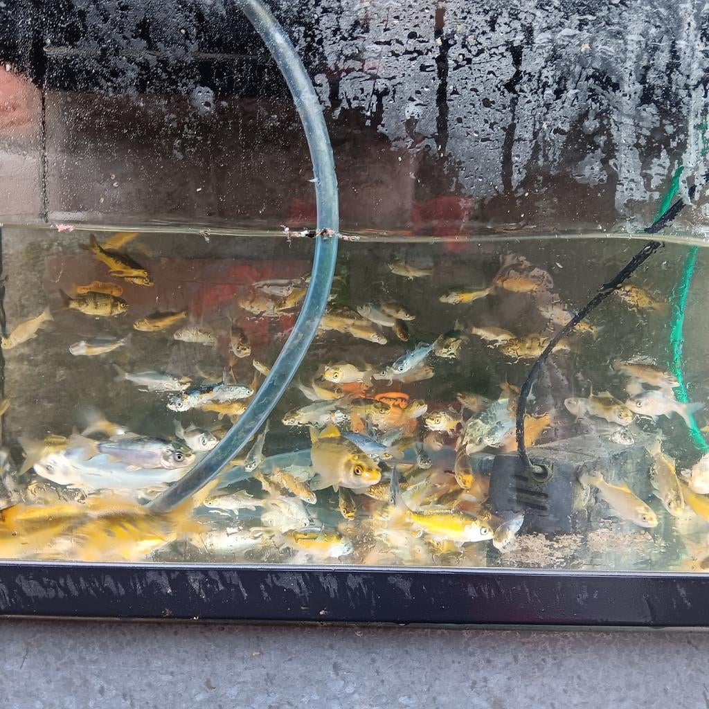 Koïs, Dieren en Toebehoren, Vissen | Aquariumvissen