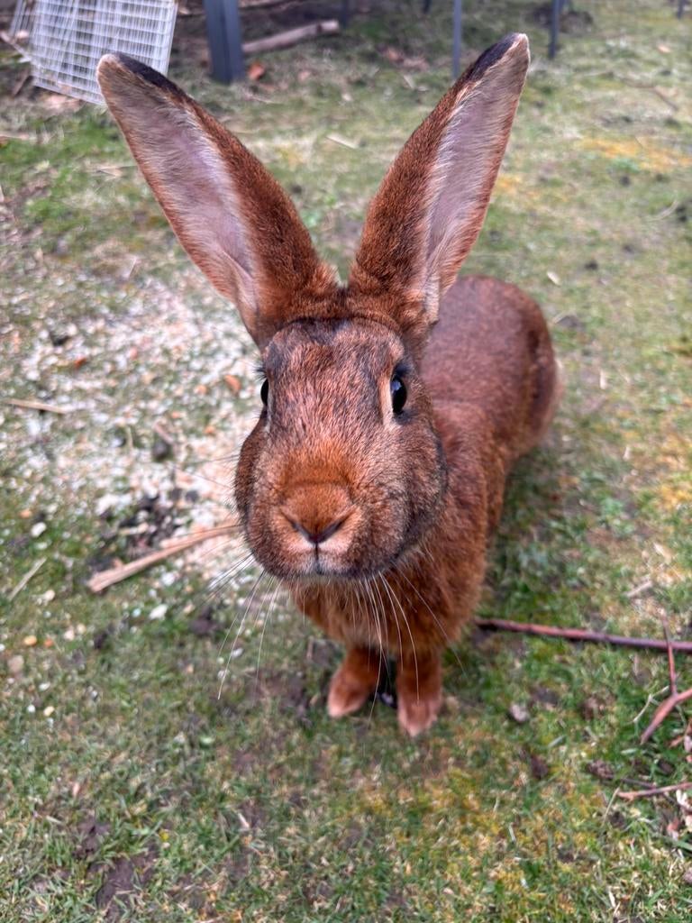 Doux lapin à la recherche d'une nouvelle maison, Animaux & Accessoires, Mâle, Grand, 0 à 2 ans