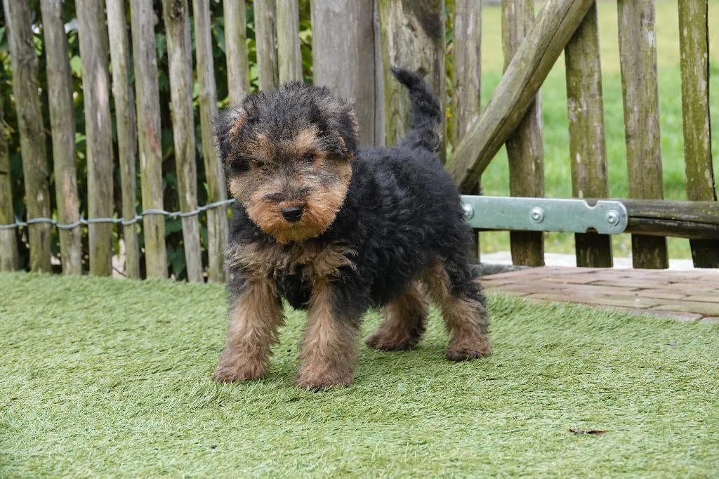 Magnifiques chiots Welsh Terrier (parents présents), Autres races, Plusieurs, Hépatite contagieuse (maladie de Rubarth), Belgique