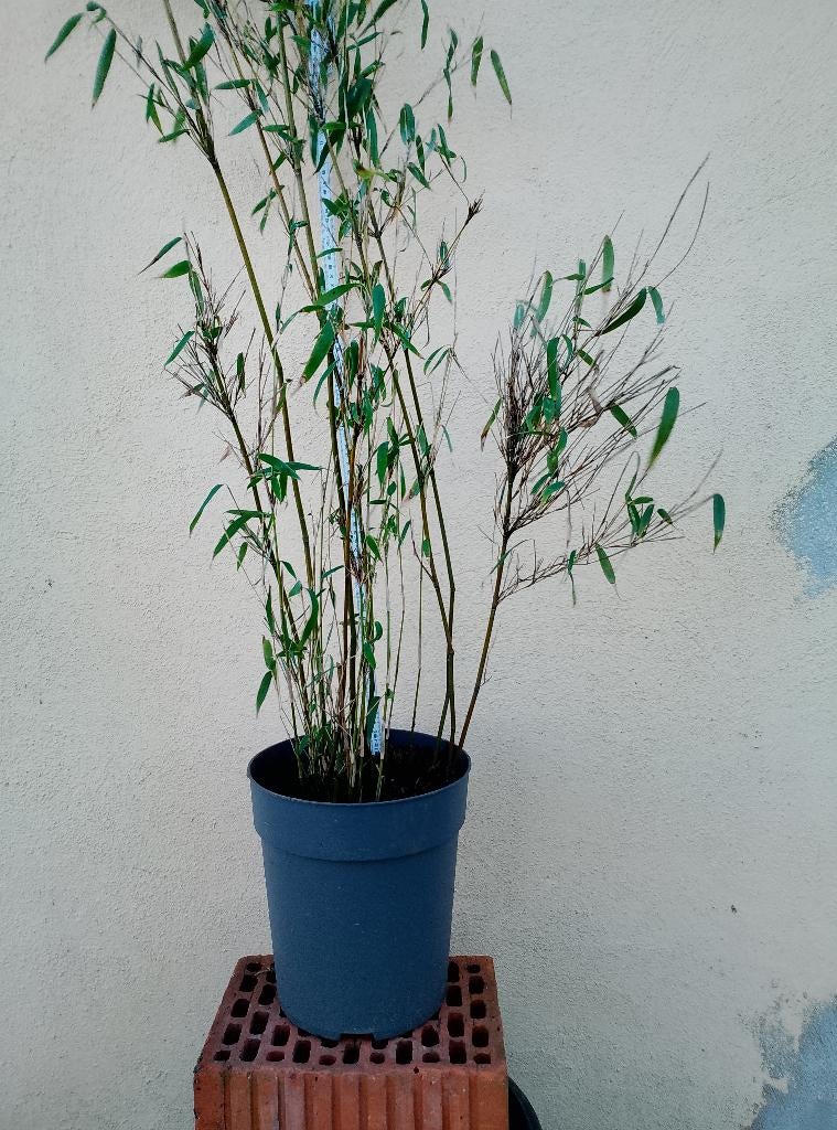 Bamboo Fargesia 'Superjumbo' ne prolifère certainement PAS , Enlèvement, Bambou, Haie, 100 à 250 cm