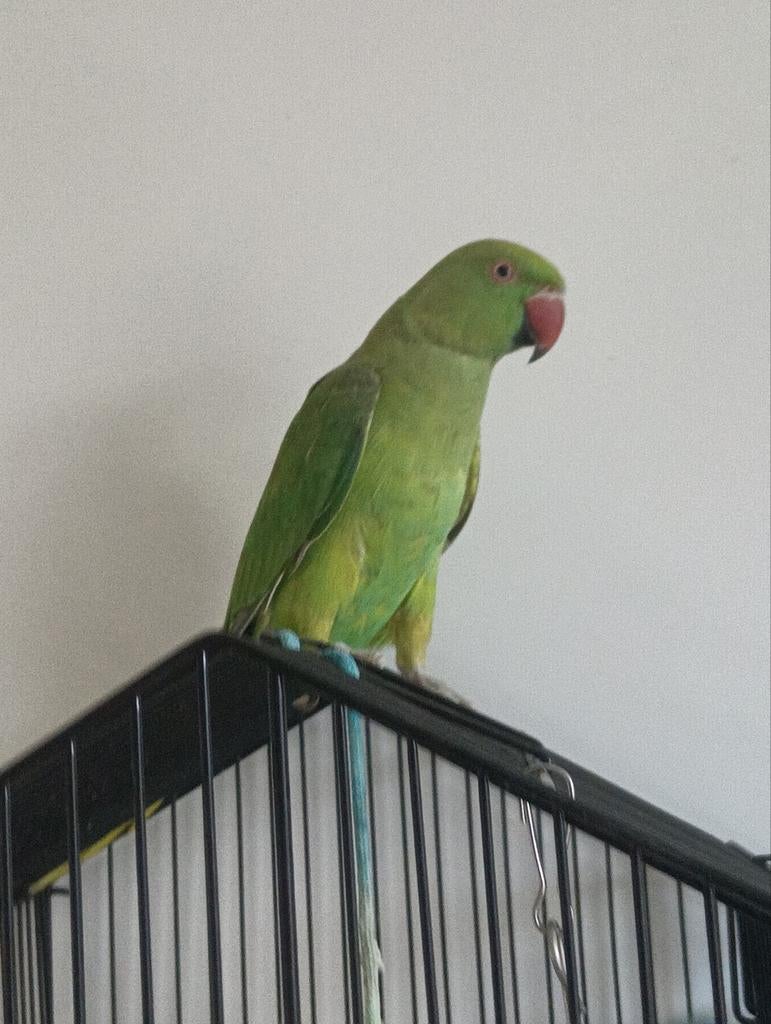 Perruches, Animaux & Accessoires