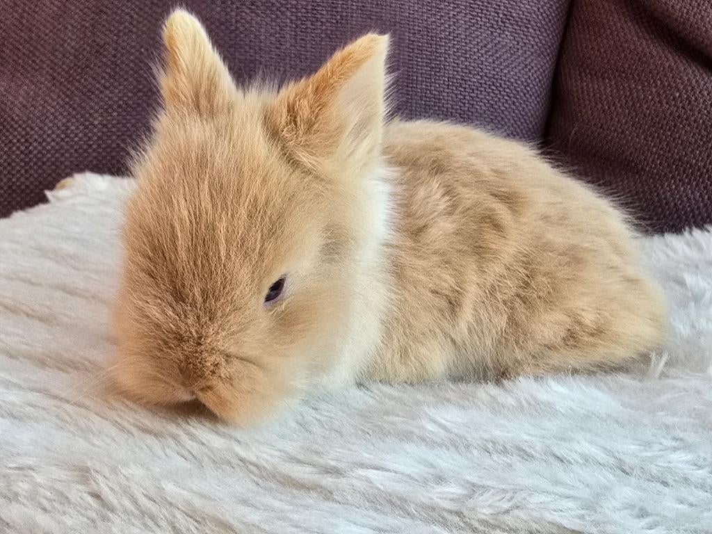 Teddy dwerg voedster (gereserveerd), Vrouwelijk, Dwerg, 0 tot 2 jaar