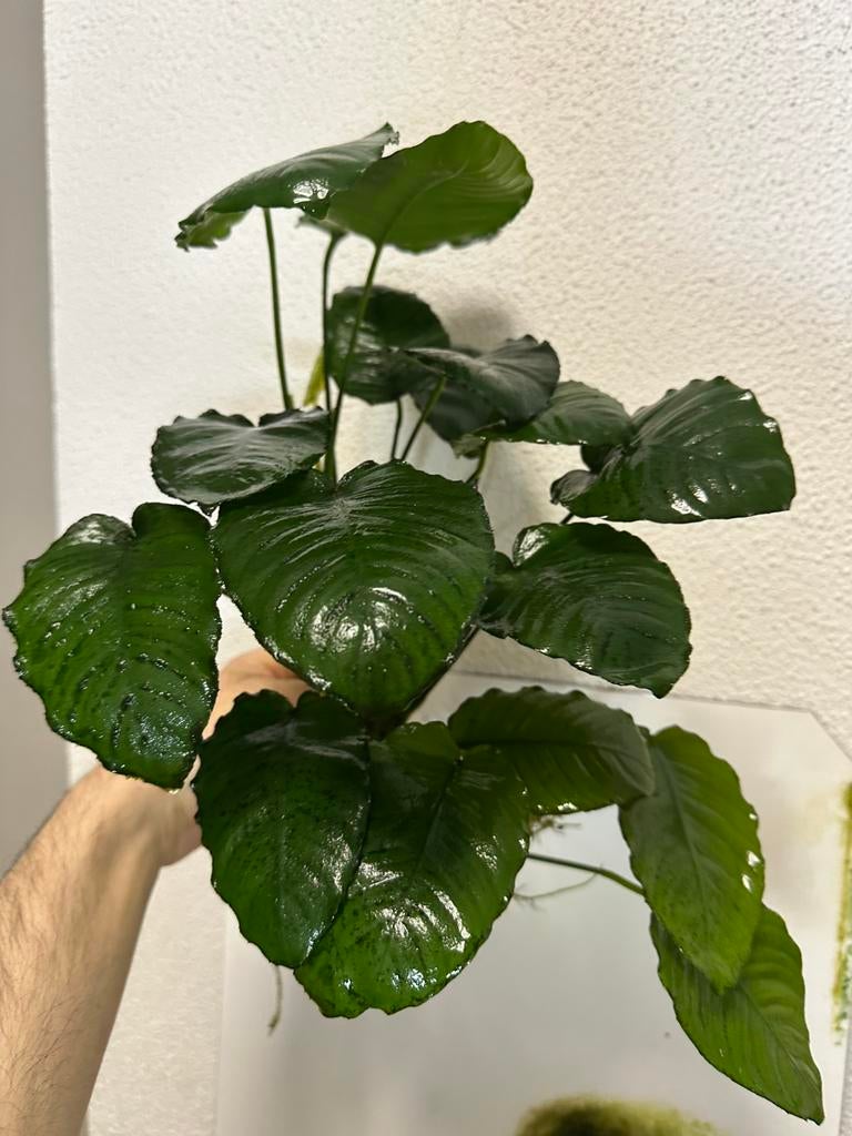 Aquarium plant, Ophalen, Plant(en), Steen of Hout