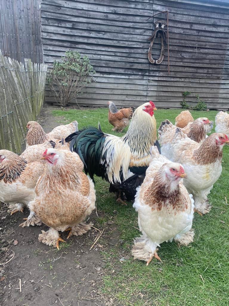 Broedeieren/kuikens Brahma Zalm, Dieren en Toebehoren, Pluimvee, Geslacht onbekend, Kip