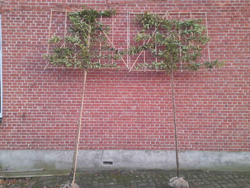 Portugese laurier leiboom stamomtrek 8-10 stamhoogte 180 cm, Tuin en Terras, Planten | Bomen, Ophalen