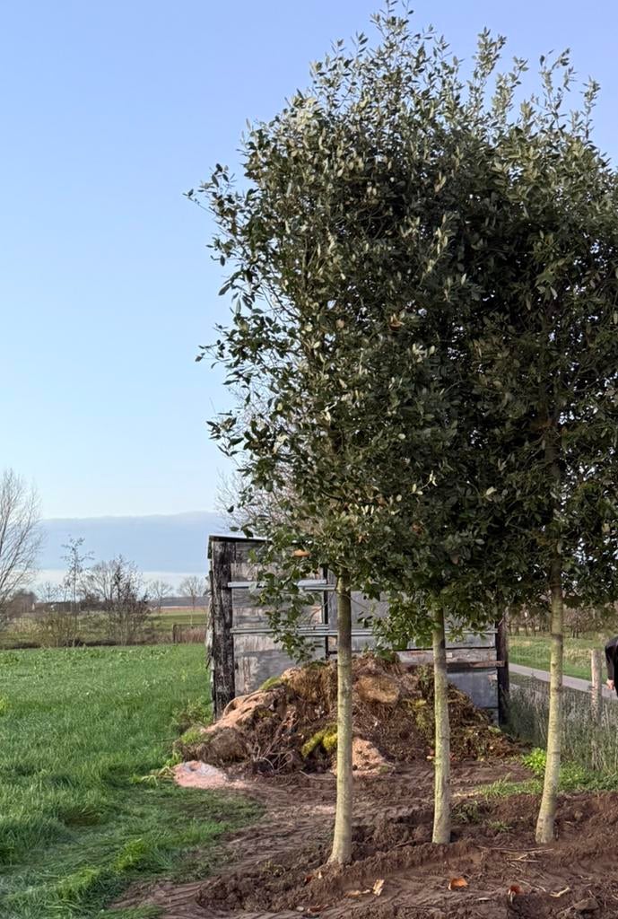 Quercus ilex (steeneik)30/40, Tuin en Terras, Planten | Bomen, Ophalen, 400 cm of meer