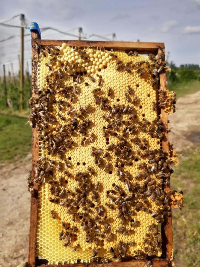 Leuke bijenvolken., Dieren en Toebehoren, Insecten en Spinnen, Bijen