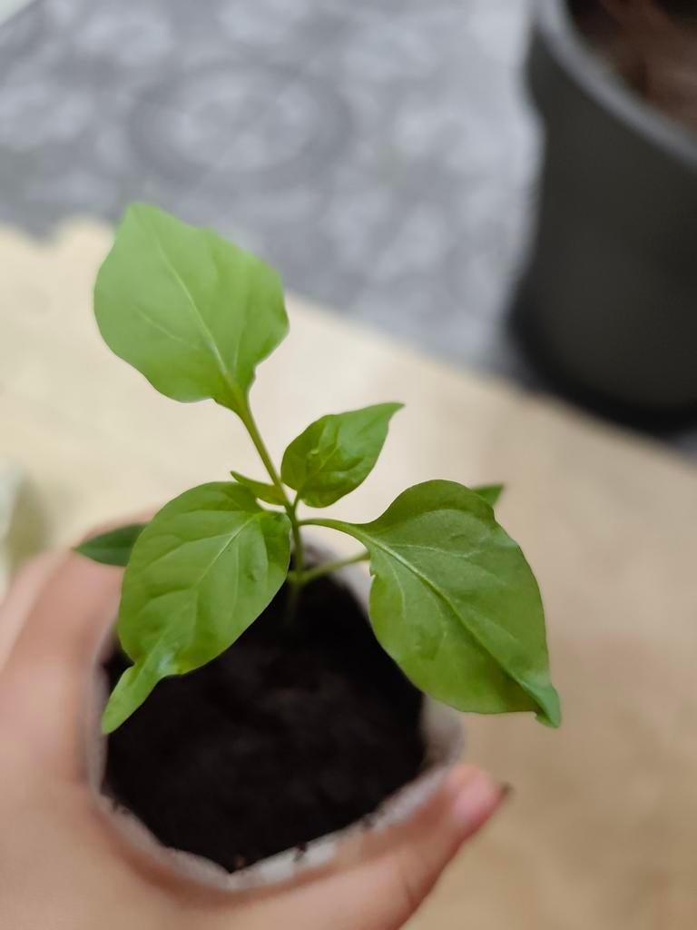 Topepo Rosso | Paprika Planten, Enlèvement