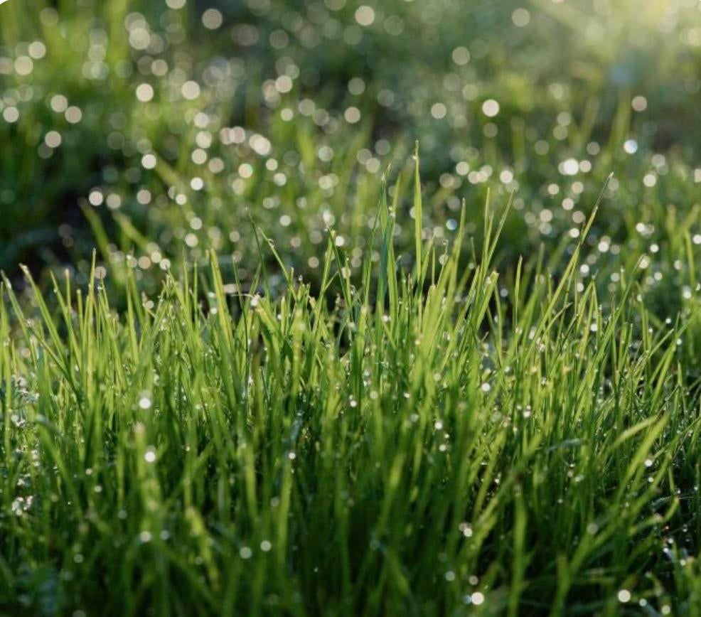 GEZOCHT STUKJE WEILAND, Pâturage