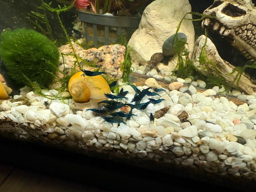 Neocardina blue dream garnalen, Homard, Crabe ou Crevette, Poisson d'eau douce, Banc de poissons