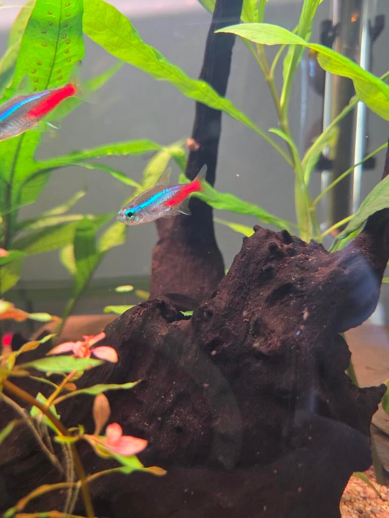 7 Neon tetra's, Dieren en Toebehoren, Vissen | Aquariumvissen